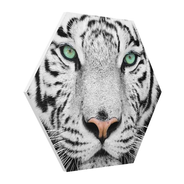 Hexagon Bild Forex - Weißer Tiger