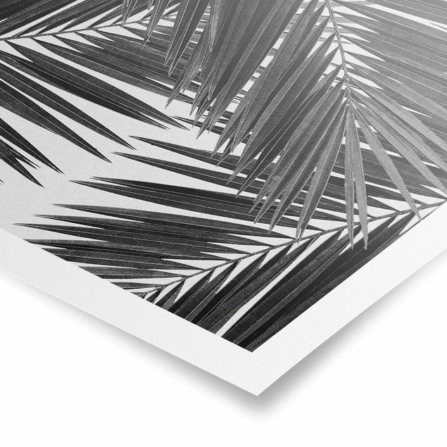 Poster - Blick durch Palmenblätter schwarz weiß - Quadrat 1:1