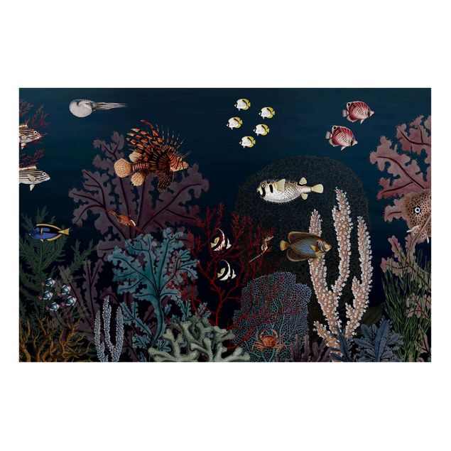 Magnettafel - Buntes Korallenriff bei Nacht - Memoboard Querformat