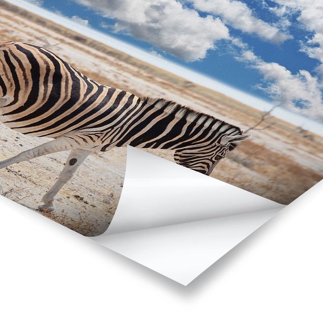 Poster - Zebra in der Savanne - Quadrat 1:1