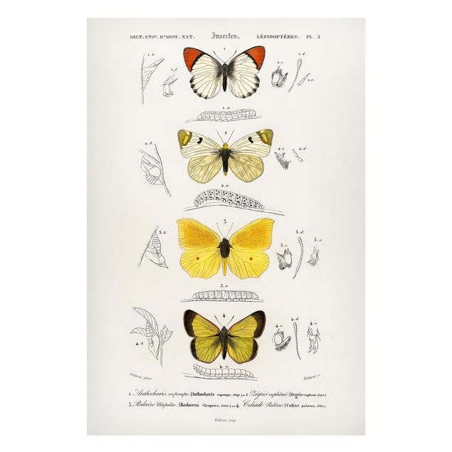 Magnettafel - Vintage Lehrtafel Schmetterlinge II - Memoboard Hochformat 3:2