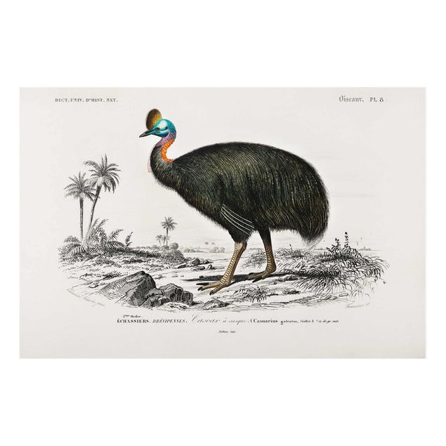 Glasbild - Vintage Lehrtafel Emu - Hochformat 3:2