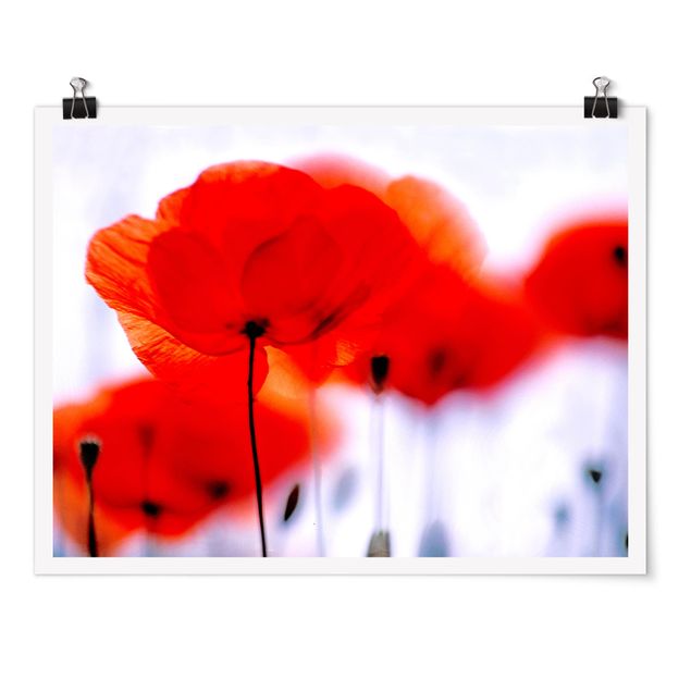 Poster - Magic Poppies - Querformat 3:4
