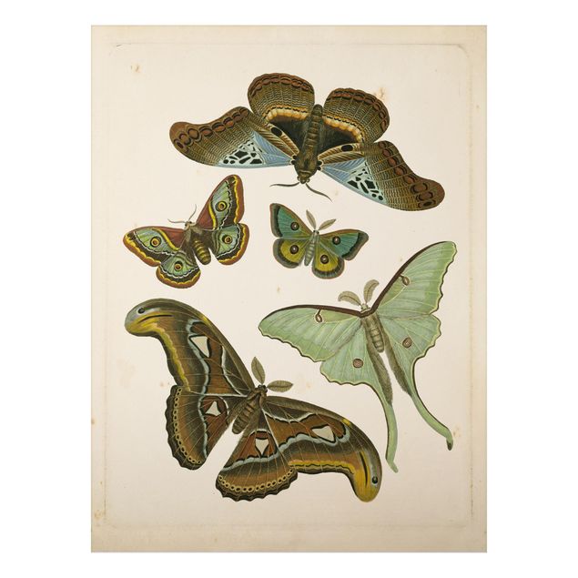 Aluminium Print gebürstet - Vintage Illustration Exotische Schmetterlinge II - Hochformat 4:3