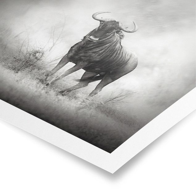 Poster - Staring Wildebeest - Quadrat 1:1