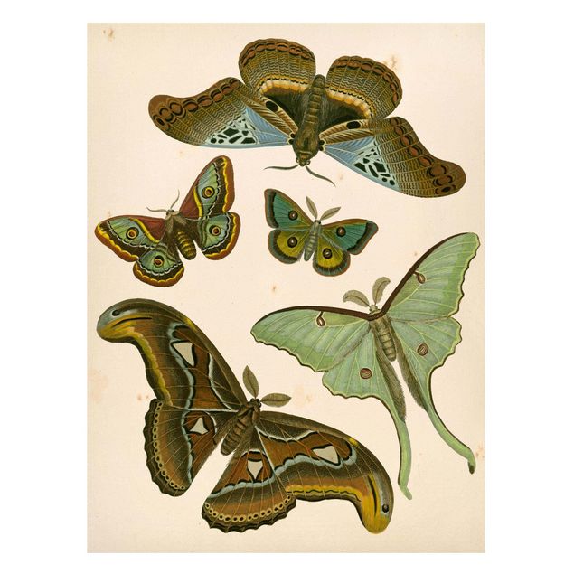 Magnettafel - Vintage Illustration Exotische Schmetterlinge II - Memoboard Hochformat 4:3