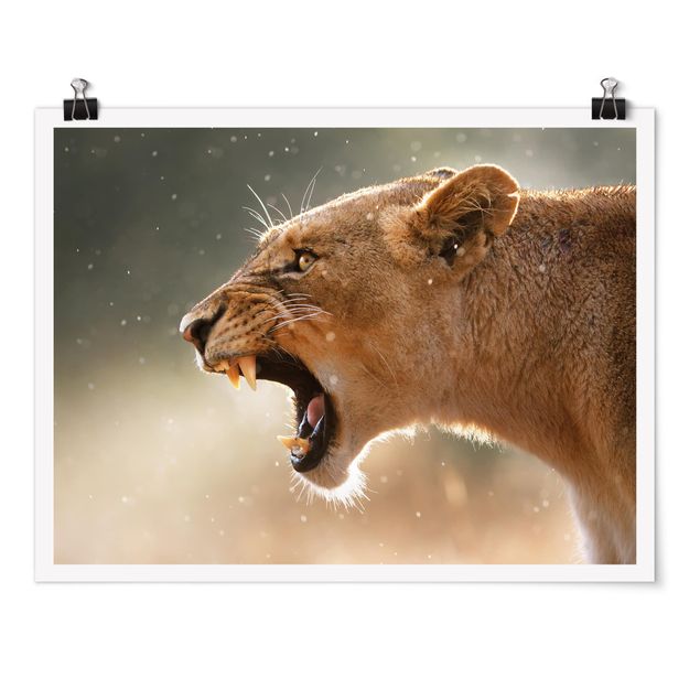 Poster - Löwin auf der Jagd - Querformat 3:4