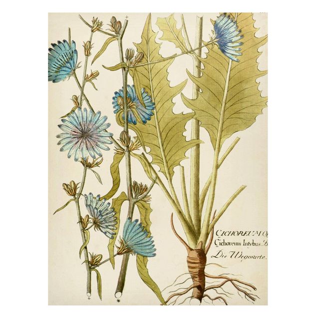 Magnettafel - Vintage Botanik in Blau Wegwarte - Memoboard Hochformat 4:3