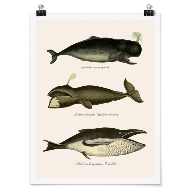 Poster - Drei Vintage Wale - Hochformat 4:3