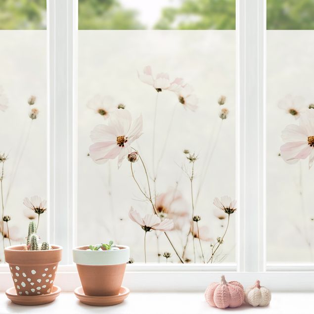 Fensterfolie - Sichtschutz - Cosmea in zarten Cremetönen - Fensterbilder