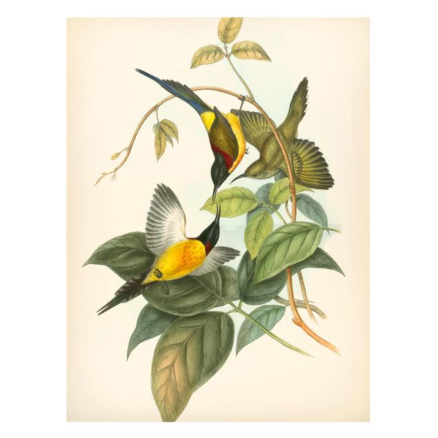 Magnettafel - Vintage Illustration Tropische Vögel IV - Memoboard Hochformat 4:3