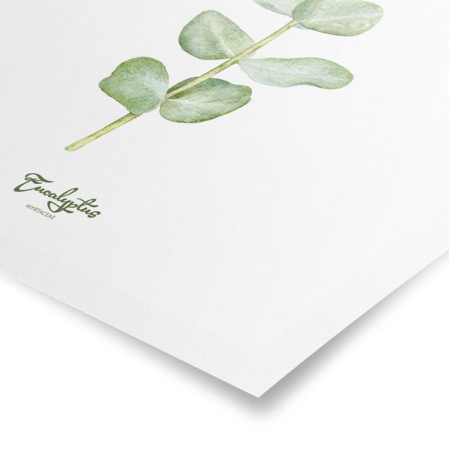 Poster - Aquarell Botanik Eukalyptus - Hochformat 3:4