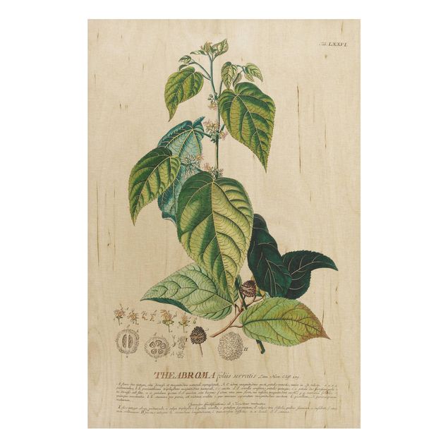 Holzbild - Vintage Botanik Illustration Kakao - Hochformat 3:2