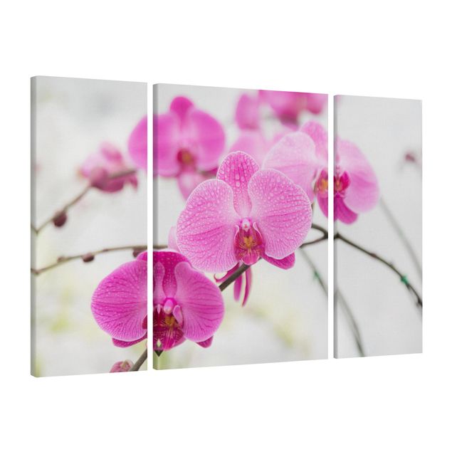 Leinwandbild 3-teilig - Nahaufnahme Orchidee - Triptychon