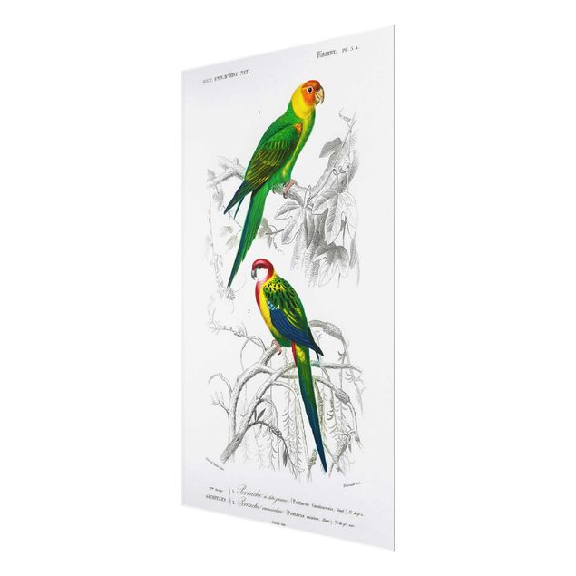 Glasbild - Vintage Lehrtafel Zwei Papageien Grün Rot - Querformat 2:3