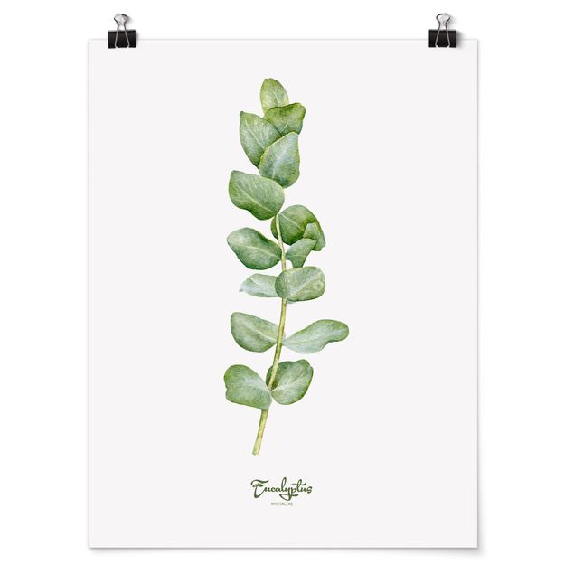 Poster - Aquarell Botanik Eukalyptus - Hochformat 3:4