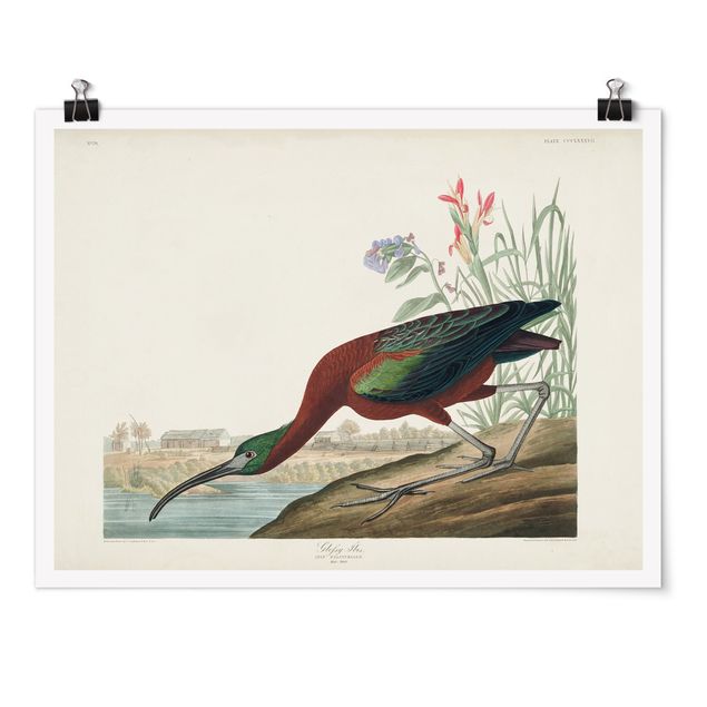 Poster - Vintage Lehrtafel Brauner Ibis - Querformat 3:4