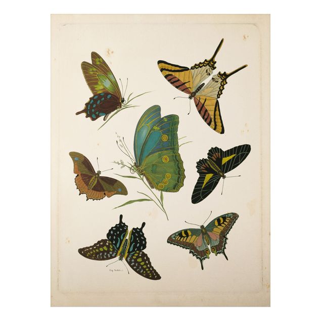 Aluminium Print gebürstet - Vintage Illustration Exotische Schmetterlinge - Hochformat 4:3