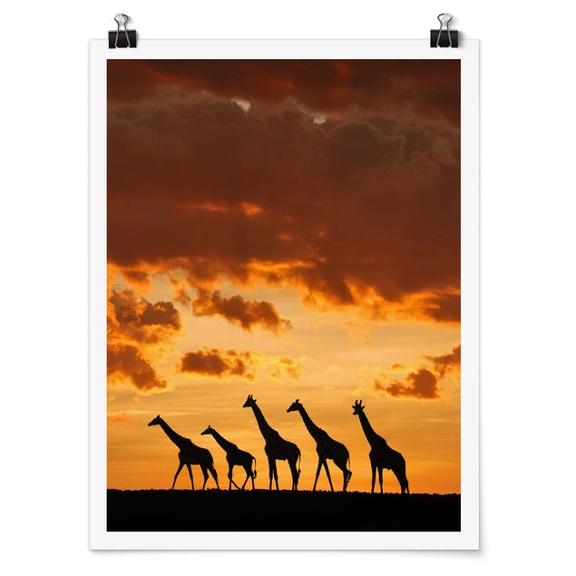 Poster - Fünf Giraffen - Hochformat 3:4