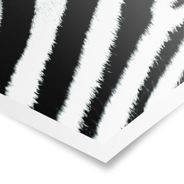 Poster - Zebra Crossing - Panorama Querformat