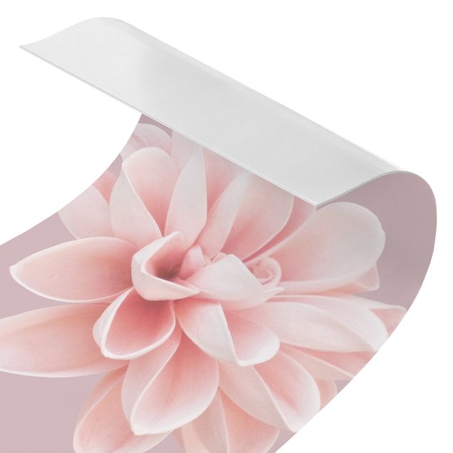 Duschrückwand - Dahlie Blume Lavendel Rosa Weiß
