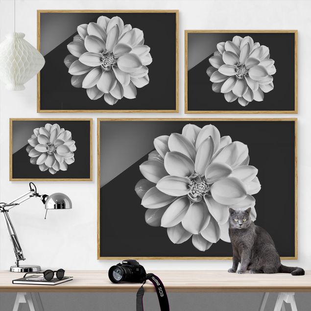 Bild mit Rahmen - Dahlie Schwarz Weiß - Querformat