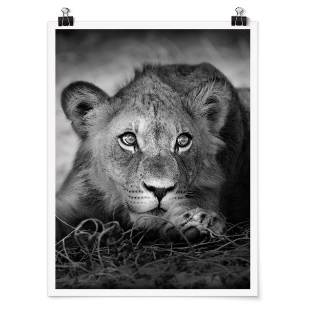 Poster - Lurking Lionbaby - Hochformat 3:4