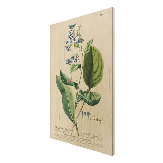 Holzbild - Vintage Botanik Illustration Lungenkraut - Hochformat 3:2
