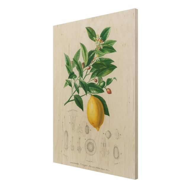 Holzbild - Botanik Vintage Illustration Zitrone - Hochformat 4:3