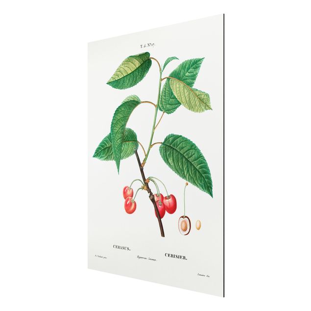 Aluminium Print gebürstet - Botanik Vintage Illustration Rote Kirschen - Hochformat 4:3