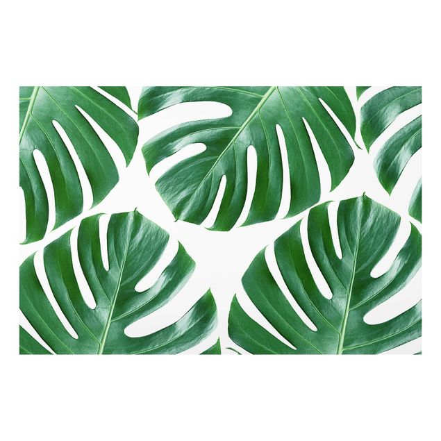 Spritzschutz Glas - Tropische grüne Blätter Monstera - Querformat - 3:2