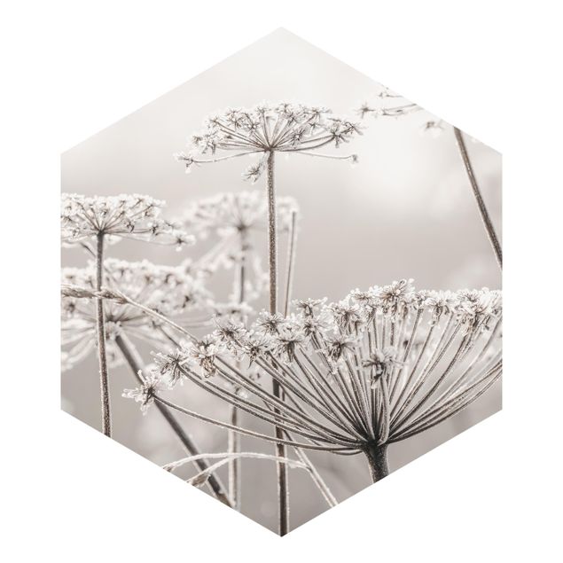 Hexagon Mustertapete selbstklebend - Doldenblüten im Frost