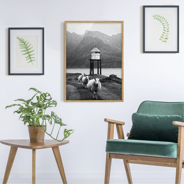 Bild mit Rahmen - Drei Schafe auf den Lofoten - Hochformat