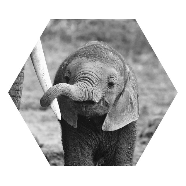 Hexagon Bild Forex - Elefantenbaby
