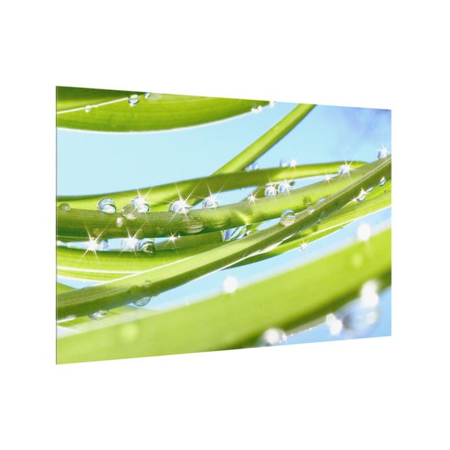 Spritzschutz Glas - Fresh Green - Querformat - 3:2