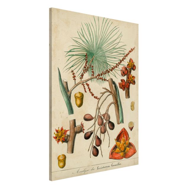 Magnettafel - Vintage Lehrtafel Exotische Palmen III - Memoboard Hochformat 3:2