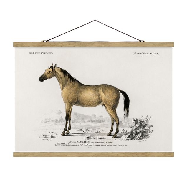 Stoffbild mit Posterleisten - Vintage Lehrtafel Pferd - Querformat 3:2