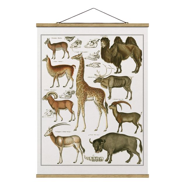 Stoffbild mit Posterleisten - Vintage Lehrtafel Giraffe, Kamel und Lama - Hochformat 3:4
