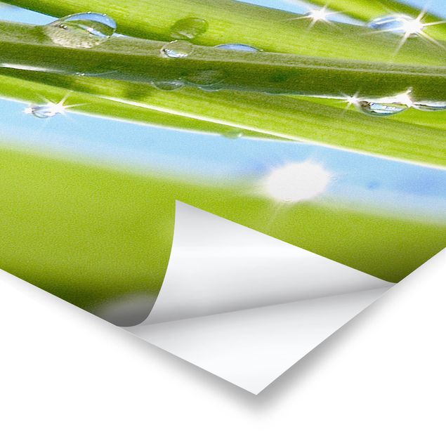 Poster - Fresh Green - Panorama Querformat