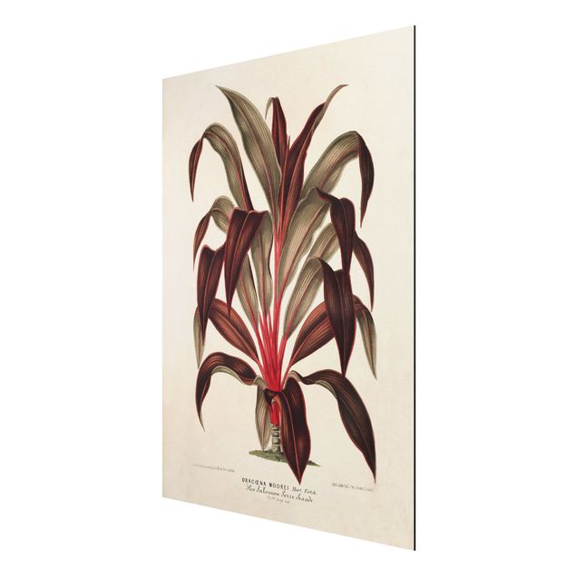 Aluminium Print gebürstet - Botanik Vintage Illustration Drachenbaum - Hochformat 4:3