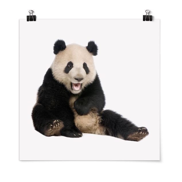 Poster - Lachender Panda - Quadrat 1:1