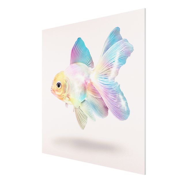 Forex Fine Art Print - Jonas Loose - Fisch in Pastell - Quadrat 1:1