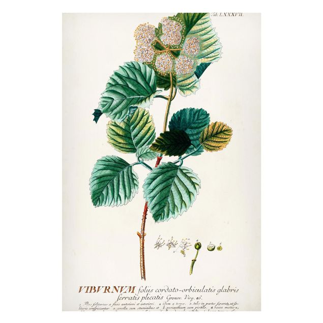 Magnettafel - Vintage Botanik Illustration Schneeball - Memoboard Hochformat 3:2