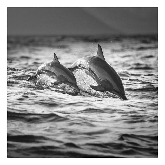 Forex Fine Art Print - Zwei springende Delfine - Quadrat 1:1
