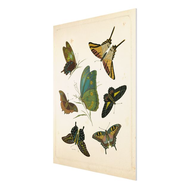 Forex Fine Art Print - Vintage Illustration Exotische Schmetterlinge - Hochformat 4:3