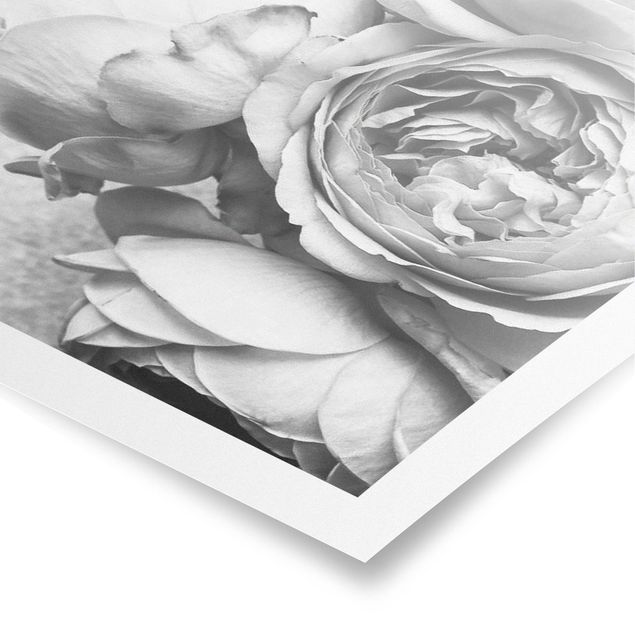 Poster - Pfingstrosenblüten Schwarz Weiß - Hochformat 3:2