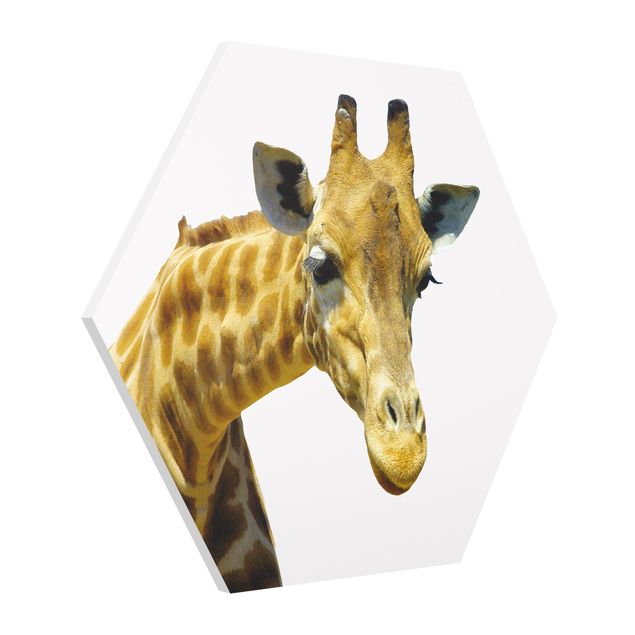 Hexagon Bild Forex - No.21 Neugierige Giraffe
