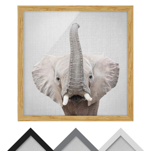 Bild mit Rahmen - Elefant Ewald - Quadrat - 1:1