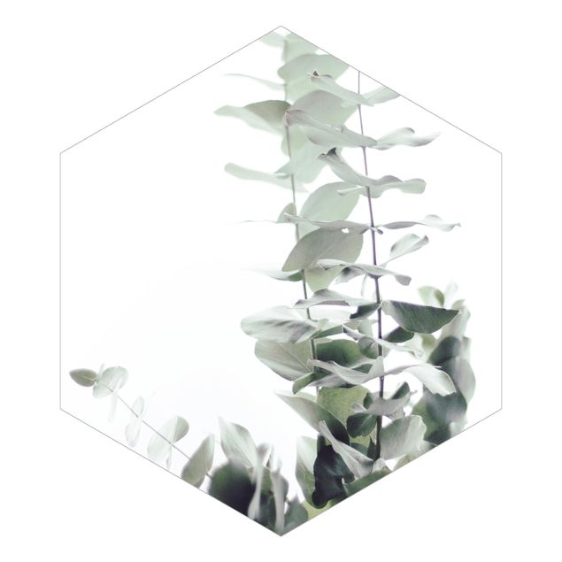 Hexagon Mustertapete selbstklebend - Eukalyptus im Weißen Licht
