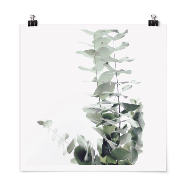 Poster - Eukalyptus im Weißen Licht - Quadrat 1:1